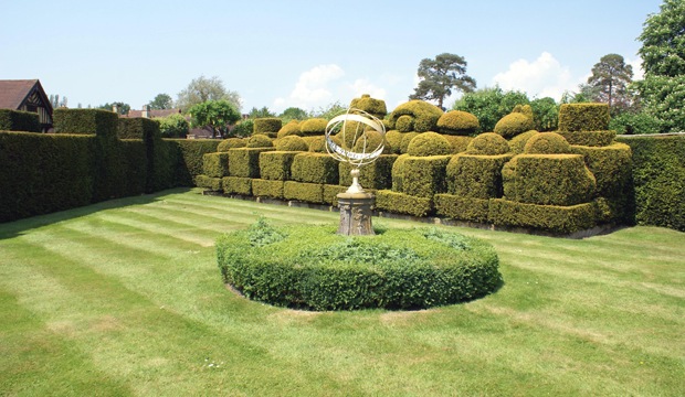taxus haag