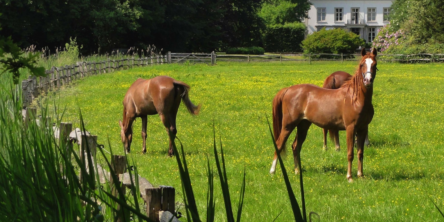 weideafsluiting paarden